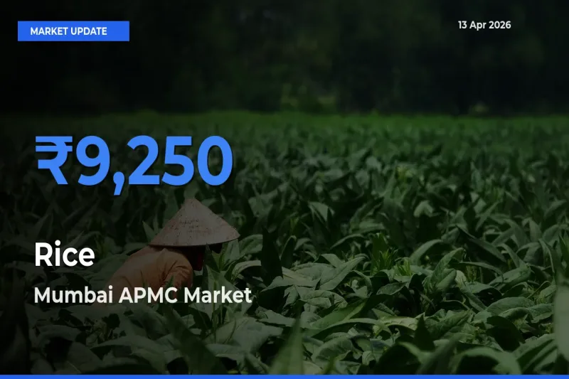 Top Performer! Mumbai APMC Offers Best Rice Price Today