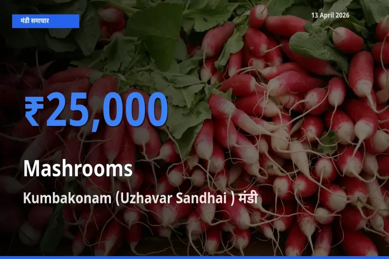टॉप मंडी बना Kumbakonam (Uzhavar Sandhai )! मशरूम के सबसे ऊँचे दाम यहीं दर्ज