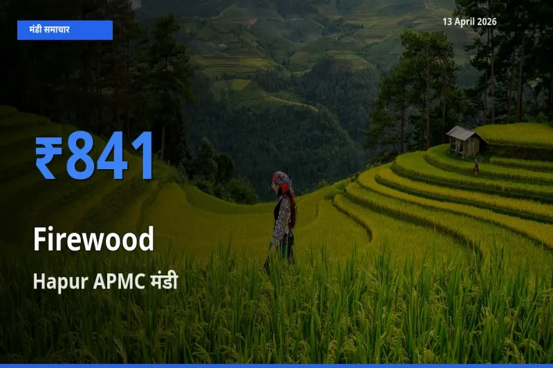 बाज़ार संकेत: Hapur APMC बना जलावन लकड़ी के लिए आज की टॉप मंडी