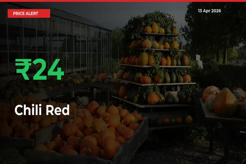 Chili Red Rises 24.08% at Mandis
