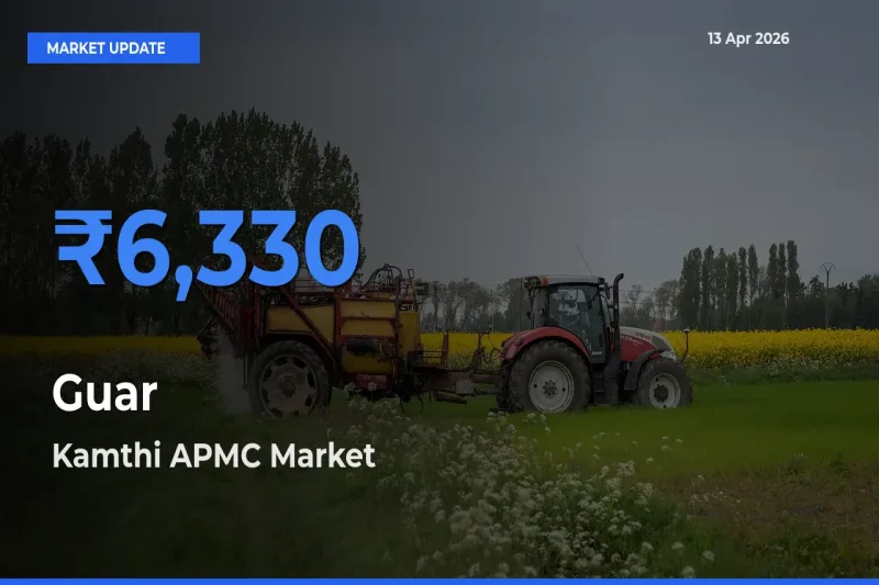 Farmers Prefer Kamthi APMC as Guar Hits Highest Rate