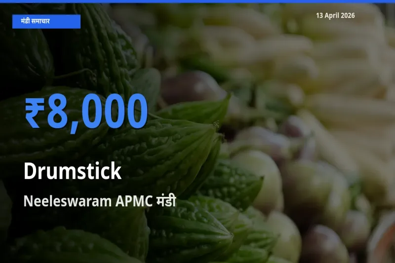 टॉप मंडी बना Neeleswaram APMC! सहजन (मुनगा) के सबसे ऊँचे दाम यहीं दर्ज