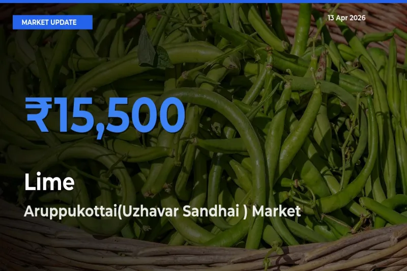 Top Performer! Aruppukottai(Uzhavar Sandhai ) Offers Best Lime Price Today