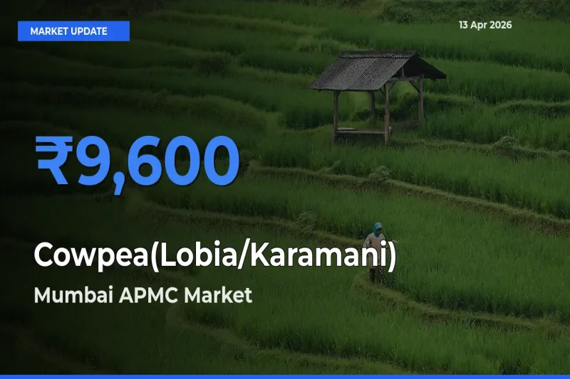 Mumbai APMC Offers ₹9,600 – Highest Cowpea(Lobia/Karamani) Rate Today