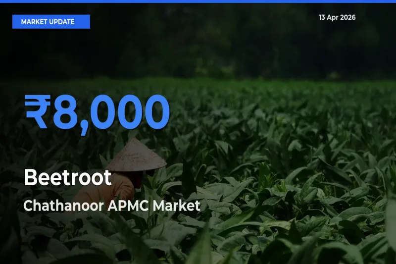 Top Performer! Chathanoor APMC Offers Best Beetroot Price Today
