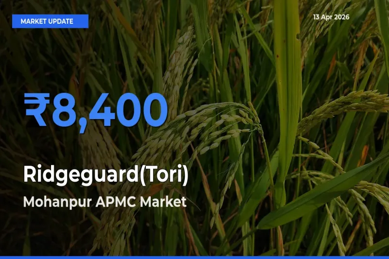 Mohanpur APMC Records Highest ₹8,400 Rate for Ridgeguard(Tori)