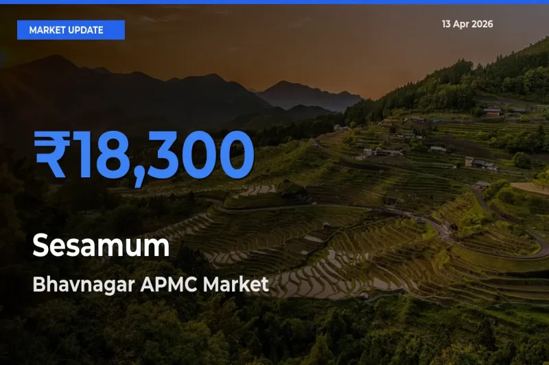 Bhavnagar APMC Emerges as Top Mandi for Sesamum Prices Today