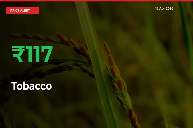 This Mandi Records 116.6% Jump in Tobacco Prices