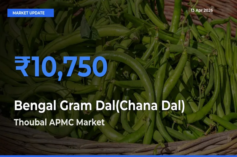 Thoubal APMC Leads as Top Mandi for Bengal Gram Dal(Chana Dal) Prices