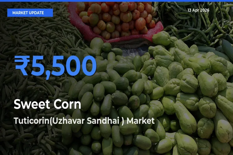 Farmers Prefer Tuticorin(Uzhavar Sandhai ) as Sweet Corn  Hits Highest Rate