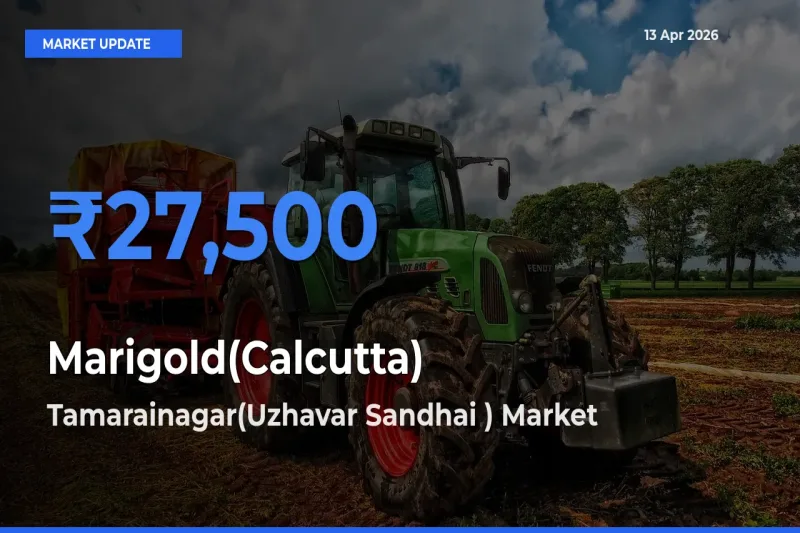 Tamarainagar(Uzhavar Sandhai ) Tops Marigold(Calcutta) Mandi Rates Today