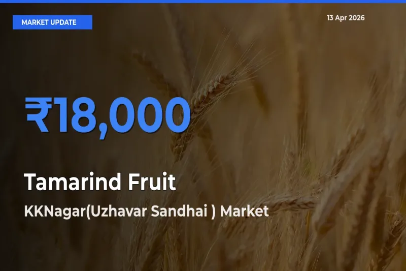 KKNagar(Uzhavar Sandhai ) Records Highest ₹18,000 Rate for Tamarind Fruit