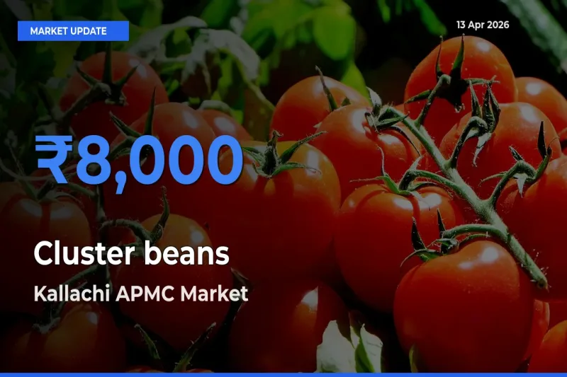 Kallachi APMC Tops Cluster beans Rates – April 13 Market Update