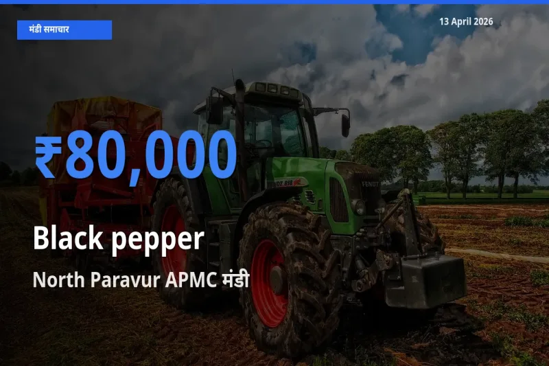 North Paravur APMC मंडी में आज काली मिर्च के सबसे ऊँचे दाम दर्ज
