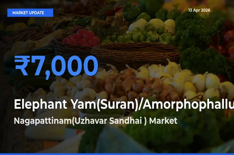 Nagapattinam(Uzhavar Sandhai ) Tops Elephant Yam(Suran)/Amorphophallus Rates – April 13 Market Update