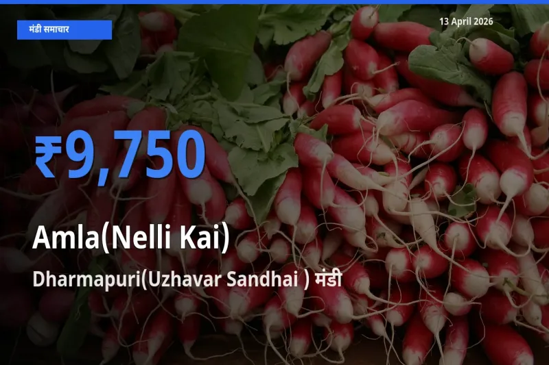 Dharmapuri(Uzhavar Sandhai ) मंडी में आंवला ₹9,750 पर पहुँचा – आज का सर्वोच्च भाव