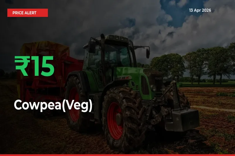 Cowpea(Veg) Rises 15.28% at Mandis