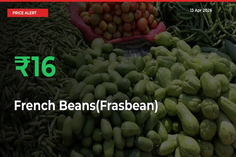 Why French Beans(Frasbean) Prices Rose 15.96% in a Day at Mandis