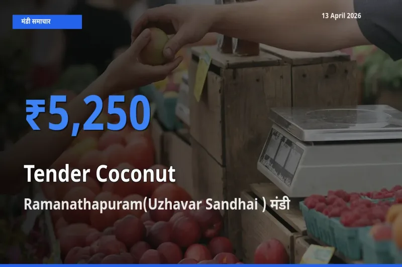 बाज़ार संकेत: Ramanathapuram(Uzhavar Sandhai ) बना कच्चा नारियल के लिए आज की टॉप मंडी
