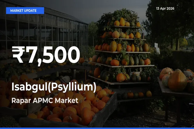 Isabgul(Psyllium) Hits 30-Day Low in Rapar APMC