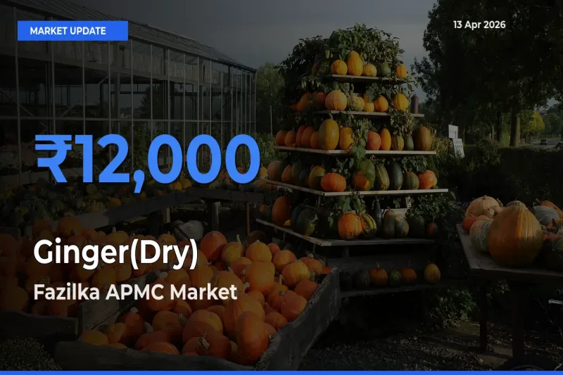 Ginger(Dry) Mandi Rate Today: Fazilka APMC Tops the List