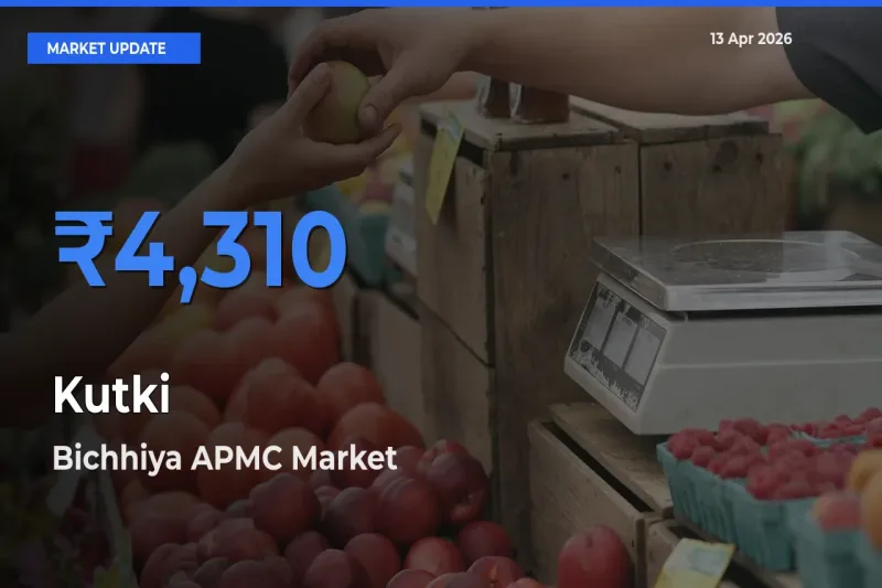 Market Watch: Bichhiya APMC Becomes Top Mandi for Kutki