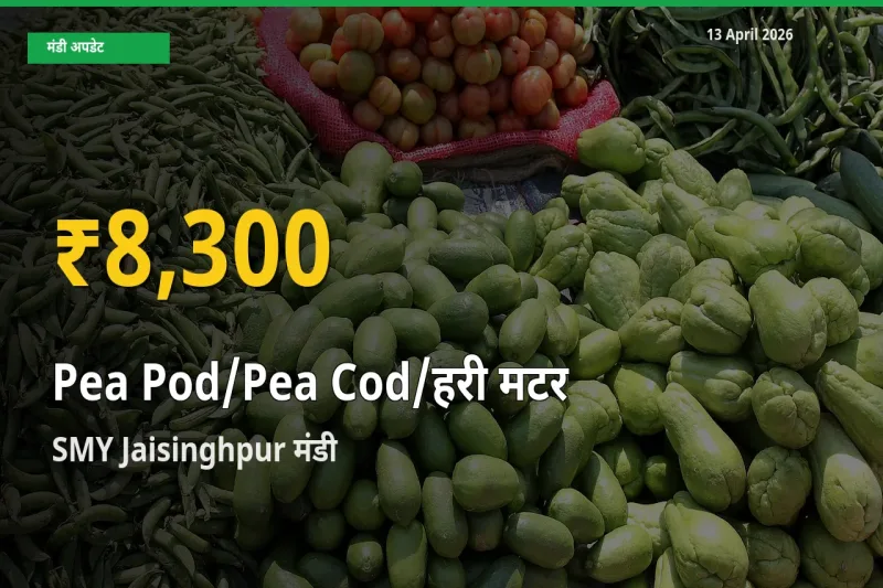 मटर की फली के भावों में जबरदस्त उछाल, SMY Jaisinghpur में नया उच्च स्तर