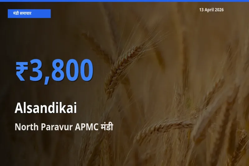 टॉप मंडी बना North Paravur APMC! लोबिया (चावली) की फली के सबसे ऊँचे दाम यहीं दर्ज