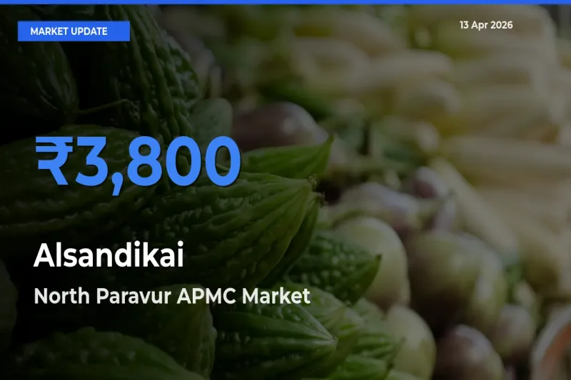 Market Watch: North Paravur APMC Becomes Top Mandi for Alsandikai
