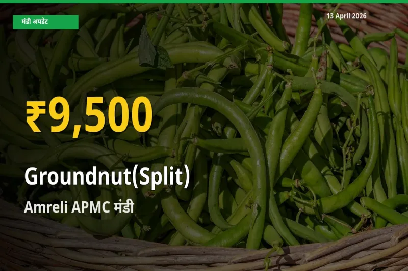 किसानों के लिए खुशखबरी! Amreli APMC में मूंगफली दाना (दो फाड़) के दाम रिकॉर्ड स्तर पर