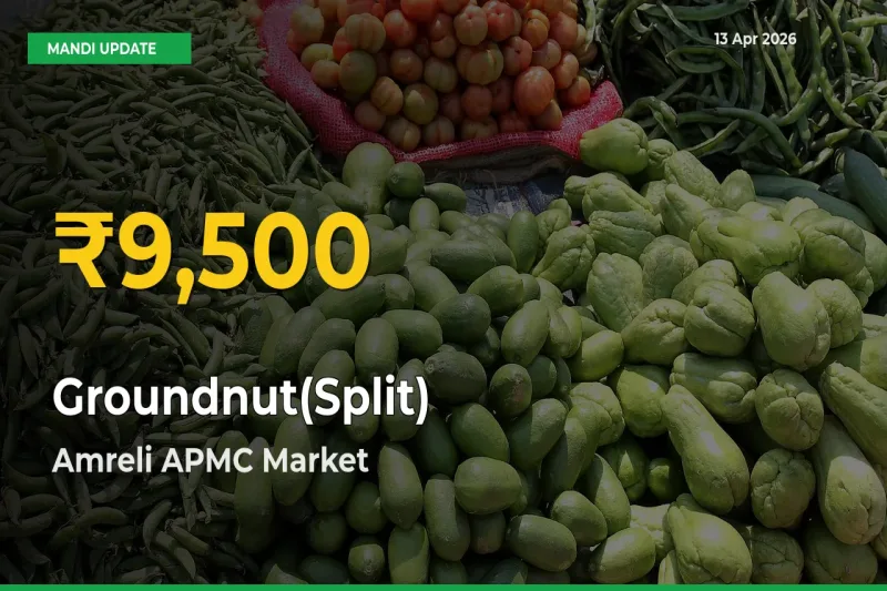 Groundnut(Split) Prices Soar to Record High in Amreli APMC – Farmers Alert Today