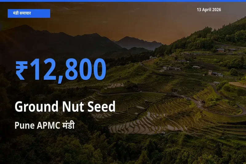 आज मूंगफली बीज के सबसे ऊँचे दाम ₹12,800 Pune APMC मंडी में