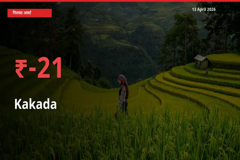 20.77% की गिरावट! मंडी में काकड़ा के दाम अचानक टूटे