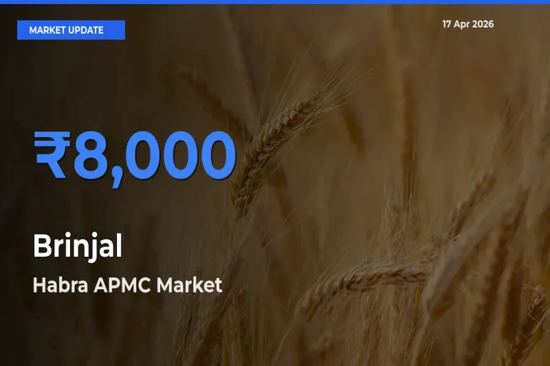 Habra APMC Offers ₹8,000 – Highest Brinjal Rate Today