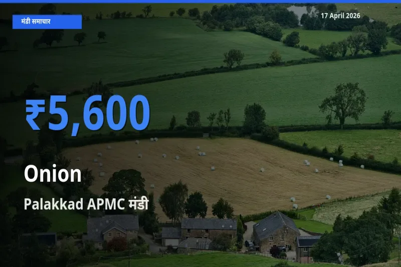 आज प्याज के सबसे ऊँचे दाम ₹5,600 Palakkad APMC मंडी में
