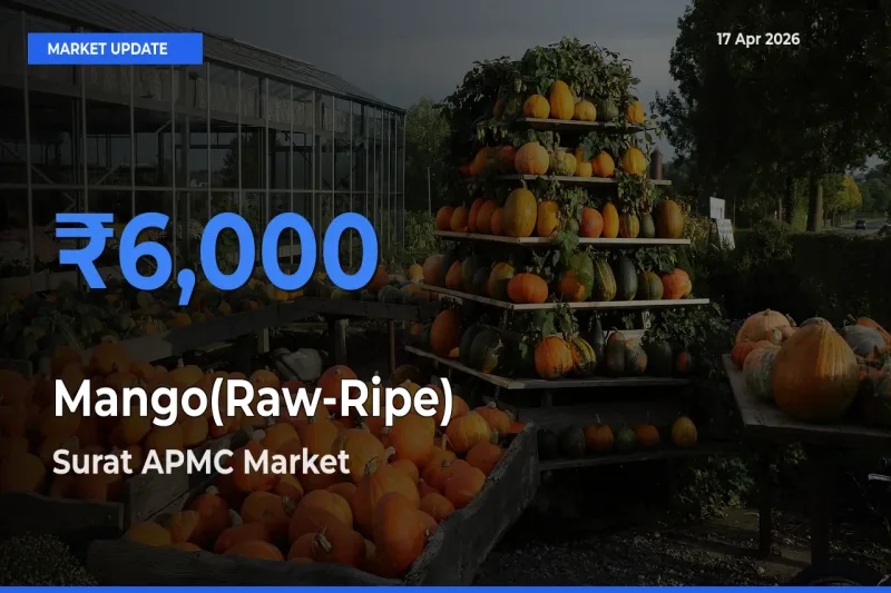 Farmers Prefer Surat APMC as Mango(Raw-Ripe) Hits Highest Rate