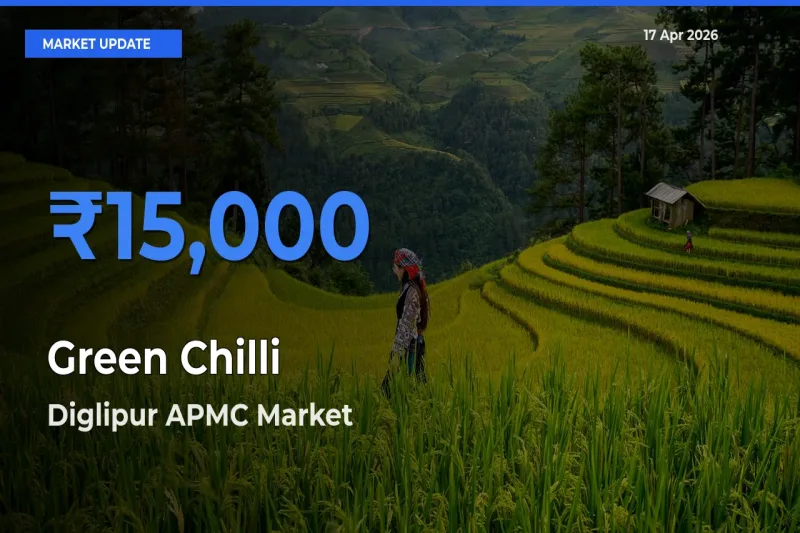 Farmers Prefer Diglipur APMC as Green Chilli Hits Highest Rate