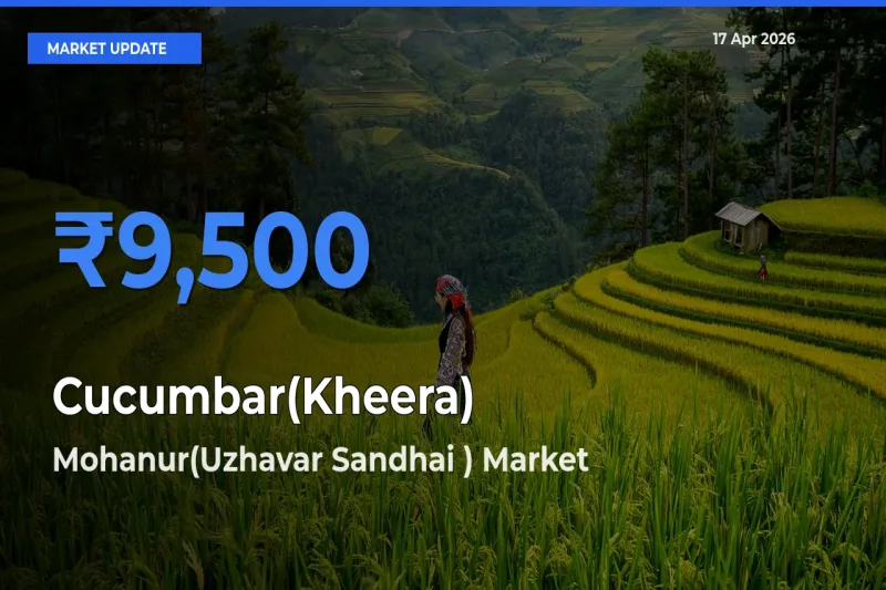 Cucumbar(Kheera) Mandi Rate Today: Mohanur(Uzhavar Sandhai ) Tops the List
