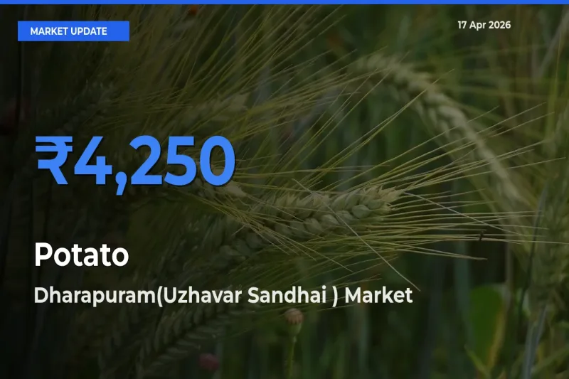 Potato Mandi Rate Today: Dharapuram(Uzhavar Sandhai ) Tops the List
