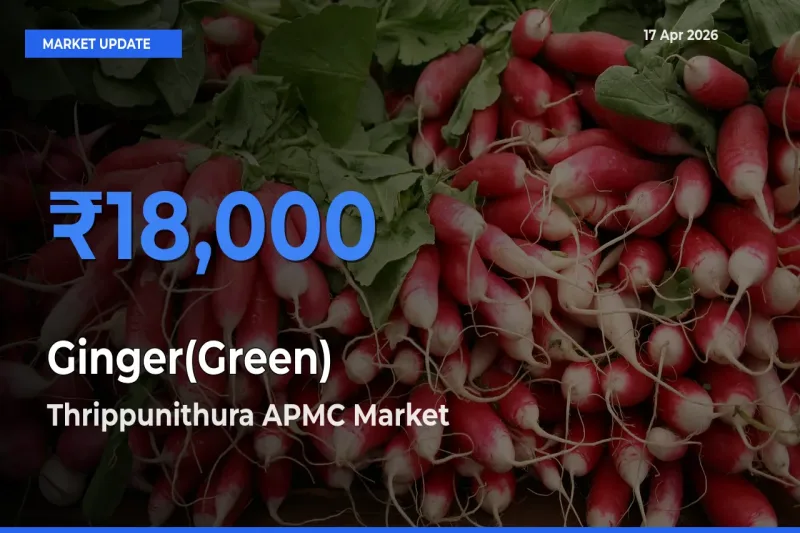 Ginger(Green) Mandi Rate Today: Thrippunithura APMC Tops the List