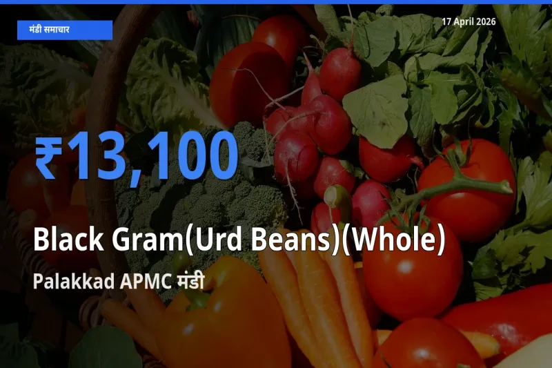 आज साबुत उड़द के सबसे ऊँचे दाम ₹13,100 Palakkad APMC मंडी में