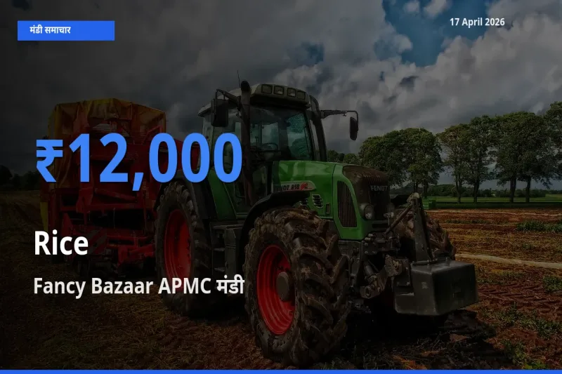 17 April अपडेट: चावल के सबसे ऊँचे दाम Fancy Bazaar APMC मंडी में