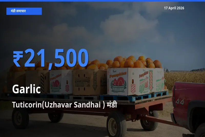 Tuticorin(Uzhavar Sandhai ) मंडी में आज लहसुन के सबसे ऊँचे दाम दर्ज