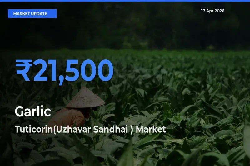 Tuticorin(Uzhavar Sandhai ) Leads as Top Mandi for Garlic Prices
