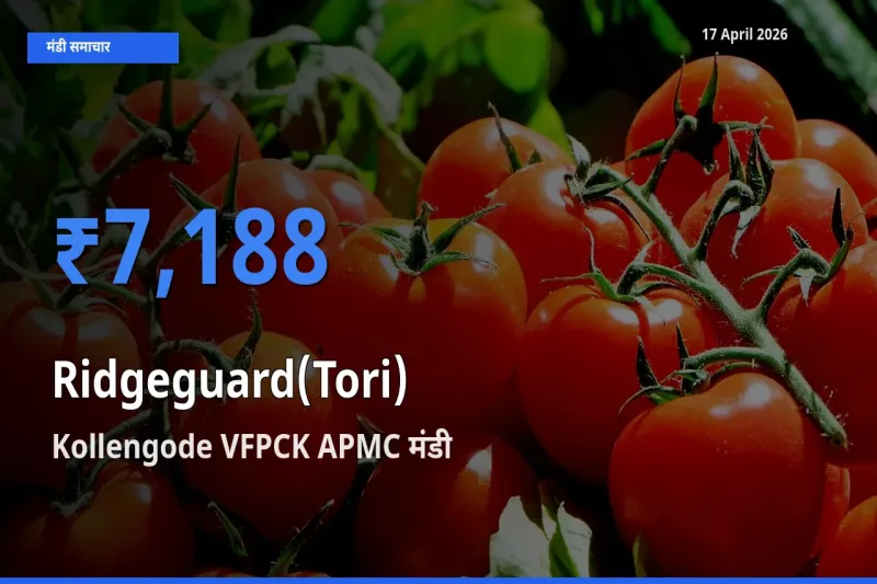टॉप मंडी बना Kollengode VFPCK APMC! तोरई के सबसे ऊँचे दाम यहीं दर्ज
