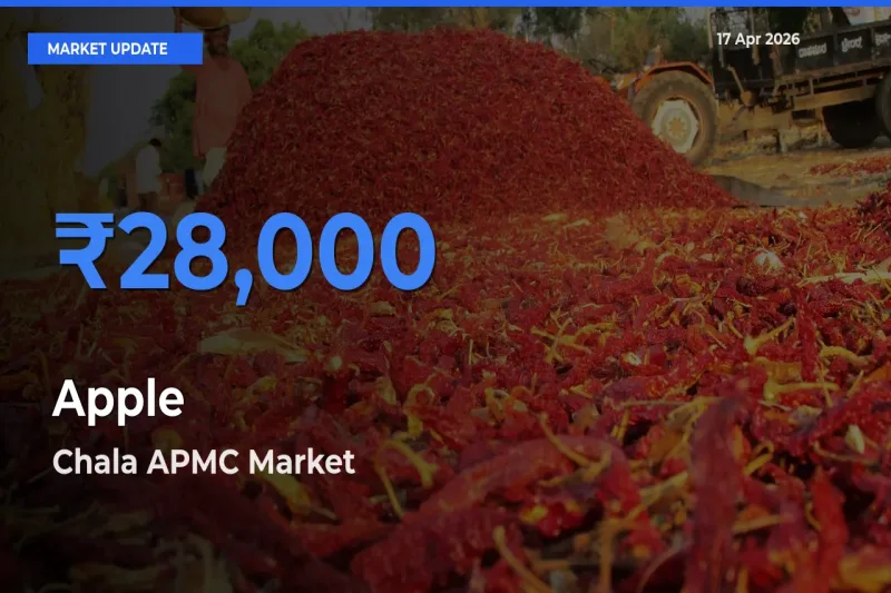 Top Performer! Chala APMC Offers Best Apple Price Today