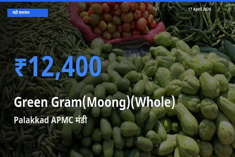 Palakkad APMC मंडी में साबुत मूंग ₹12,400 पर पहुँचा – आज का सर्वोच्च भाव