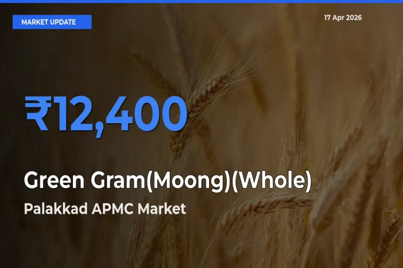 Palakkad APMC Emerges as Top Mandi for Green Gram(Moong)(Whole) Prices Today