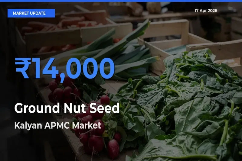 Kalyan APMC Tops Ground Nut Seed Rates – April 17 Market Update
