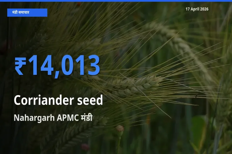 टॉप मंडी बना Nahargarh APMC! साबुत धनिया के सबसे ऊँचे दाम यहीं दर्ज